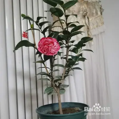 A video on the technology of tea potting