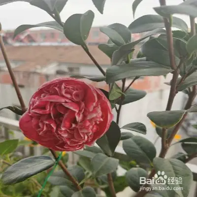 A video on the technology of tea potting