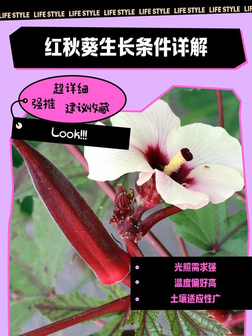 老人葵种植方法