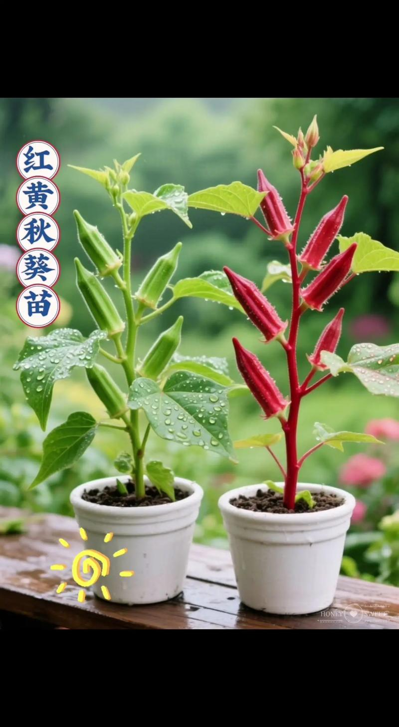 老人葵种植方法