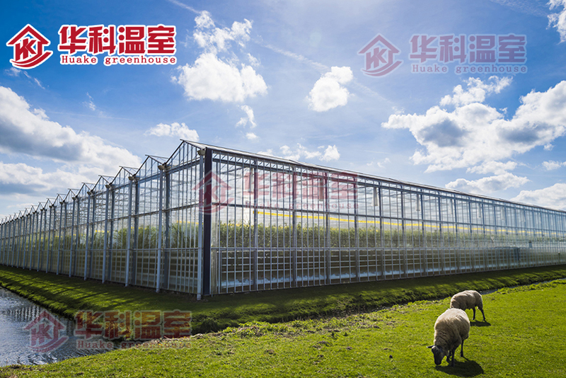 种植技术与经验