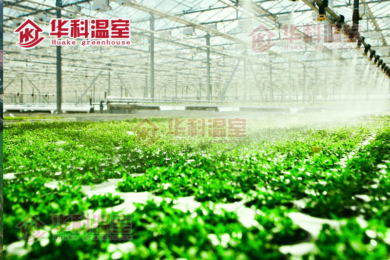 种植技术与经验