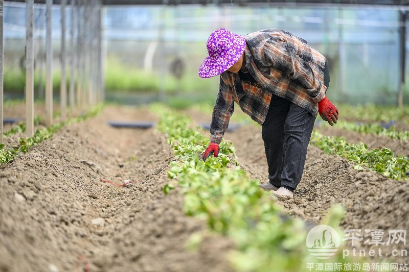 Strawberry tomato cultivation technology