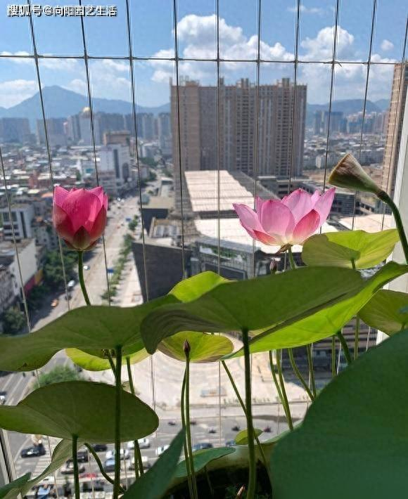 全程图解碗莲的种植方法