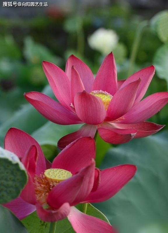 全程图解碗莲的种植方法