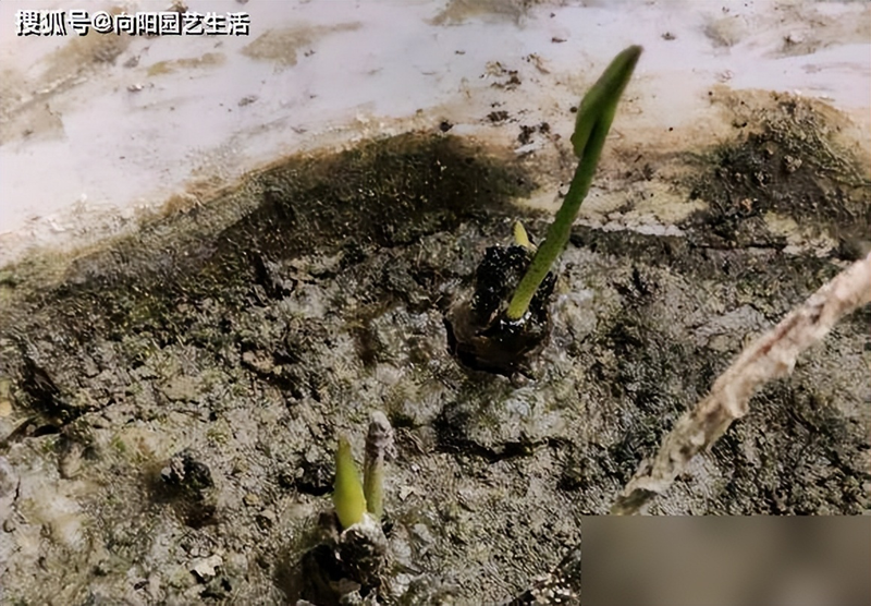 全程图解碗莲的种植方法