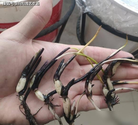 全程图解碗莲的种植方法