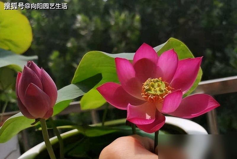 全程图解碗莲的种植方法