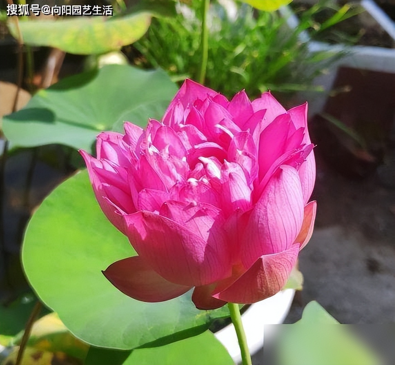 全程图解碗莲的种植方法