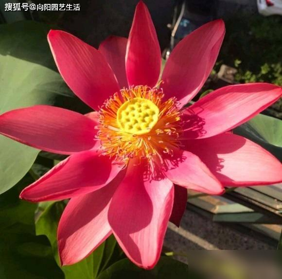 全程图解碗莲的种植方法