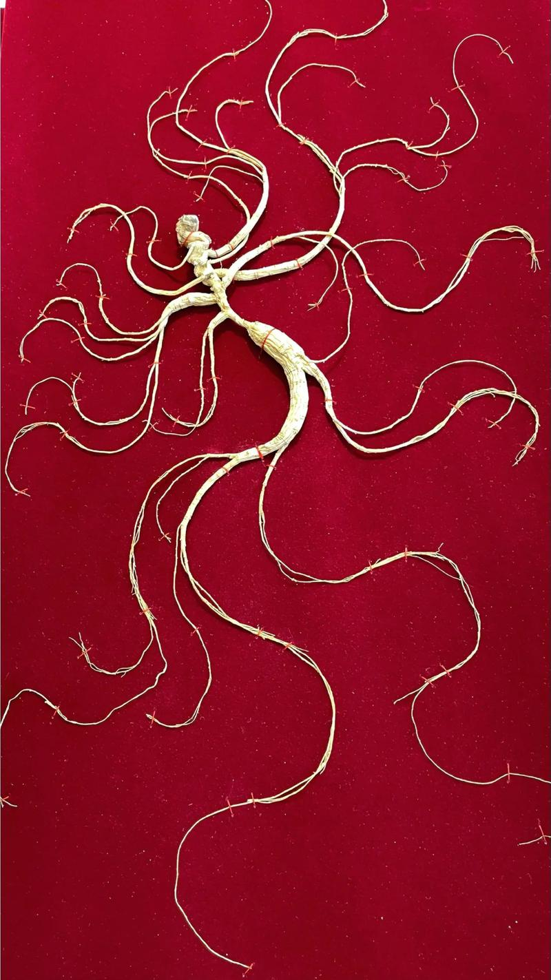 林下参种植技术