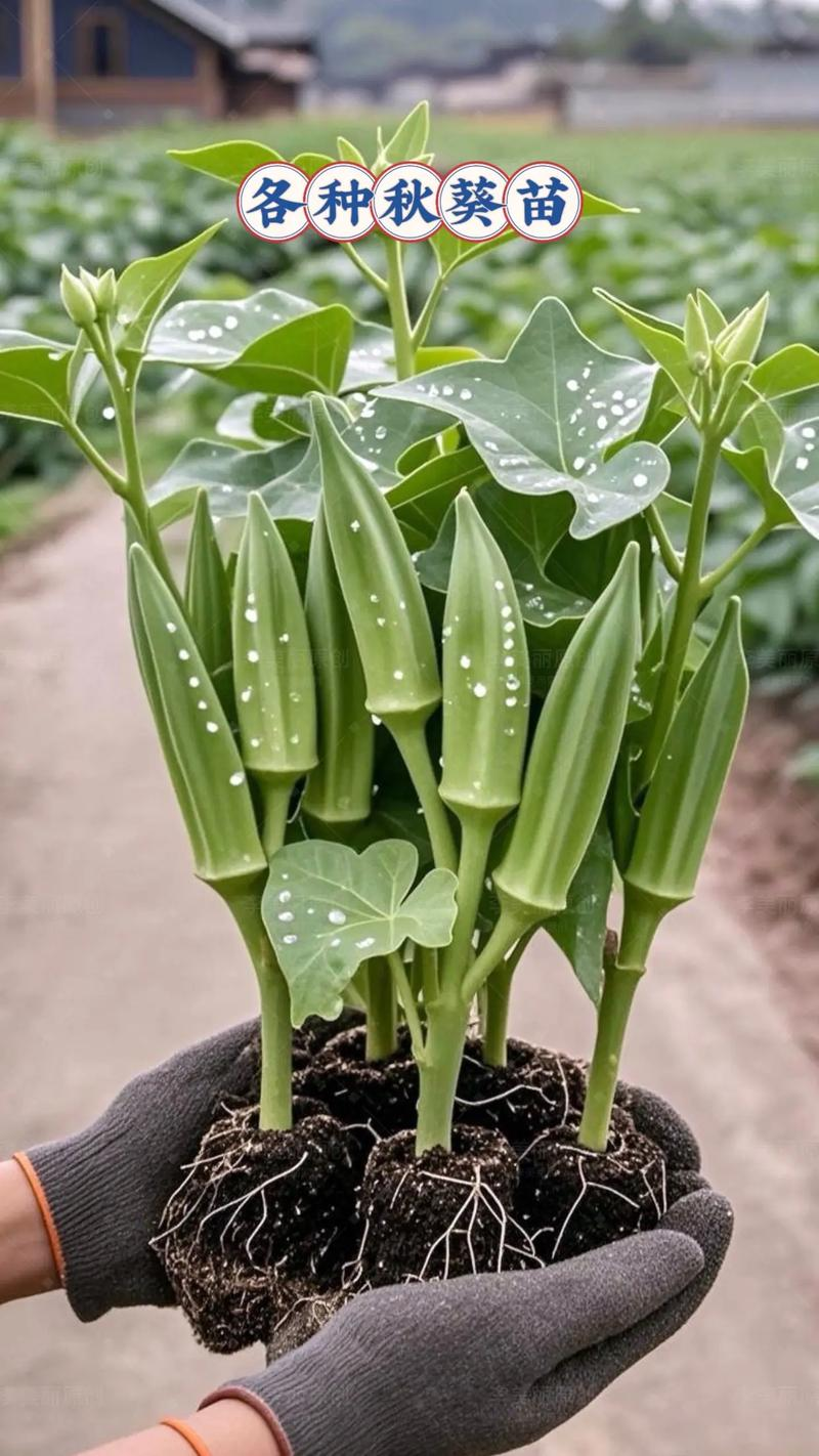 老人葵种植方法