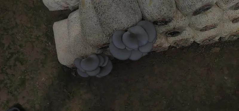 福州食用菌种植技术