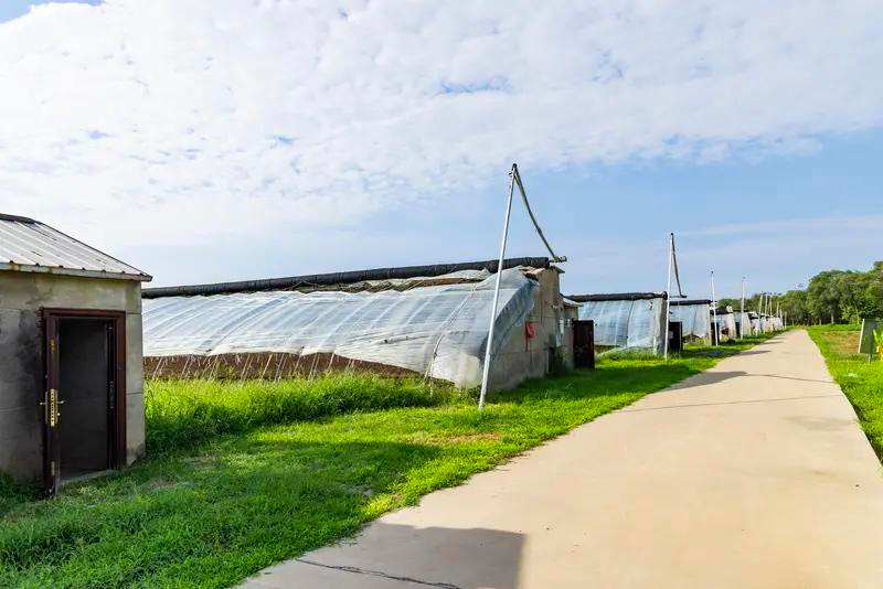 福州食用菌种植技术