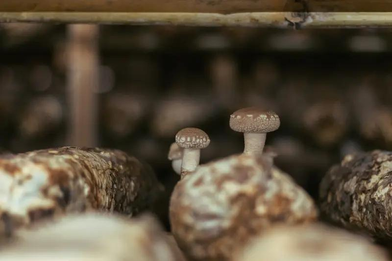 福州食用菌种植技术