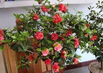 茶花盆栽种植技术视频