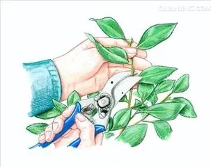 茶花盆栽种植技术视频