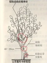 茶花盆栽种植技术视频