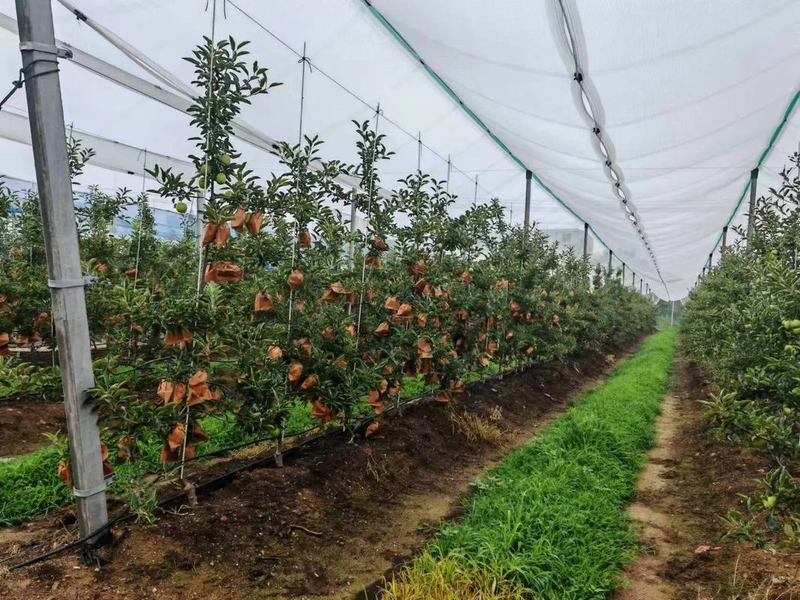 种植技术与经验