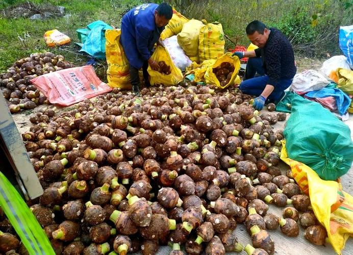 The way the taro is grown