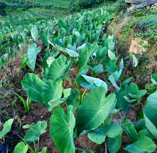 The way the taro is grown
