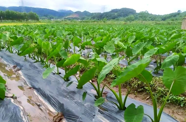 The way the taro is grown