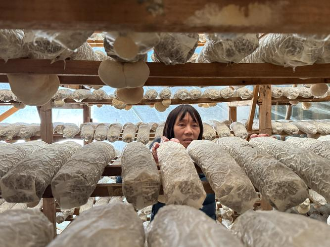 福州食用菌种植技术