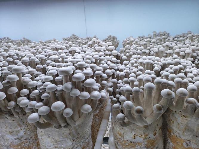 福州食用菌种植技术