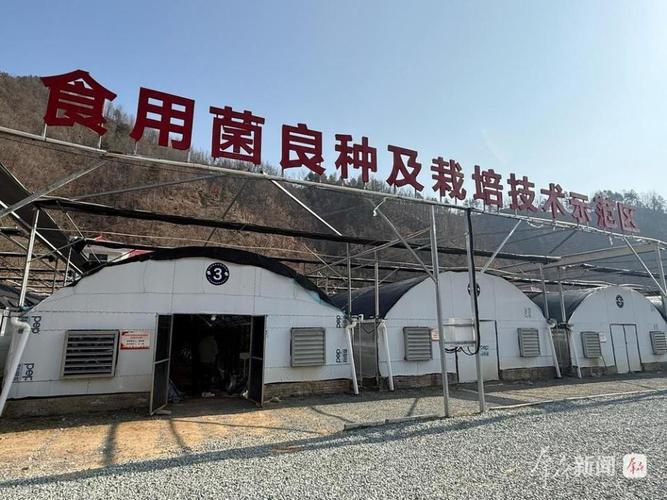 福州食用菌种植技术