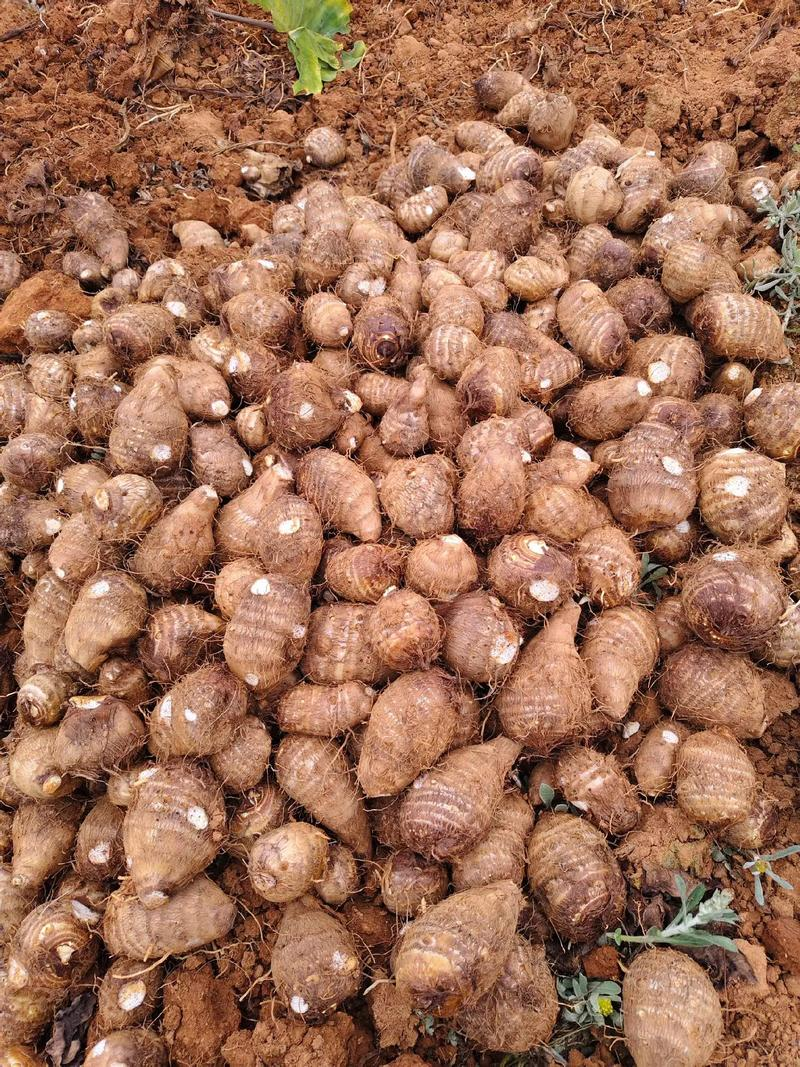 水芋头的种植方法