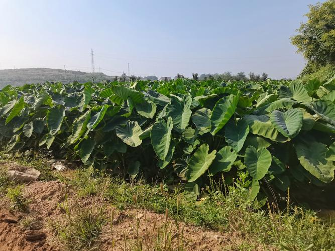 水芋头的种植方法