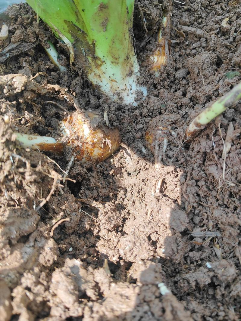 水芋头的种植方法