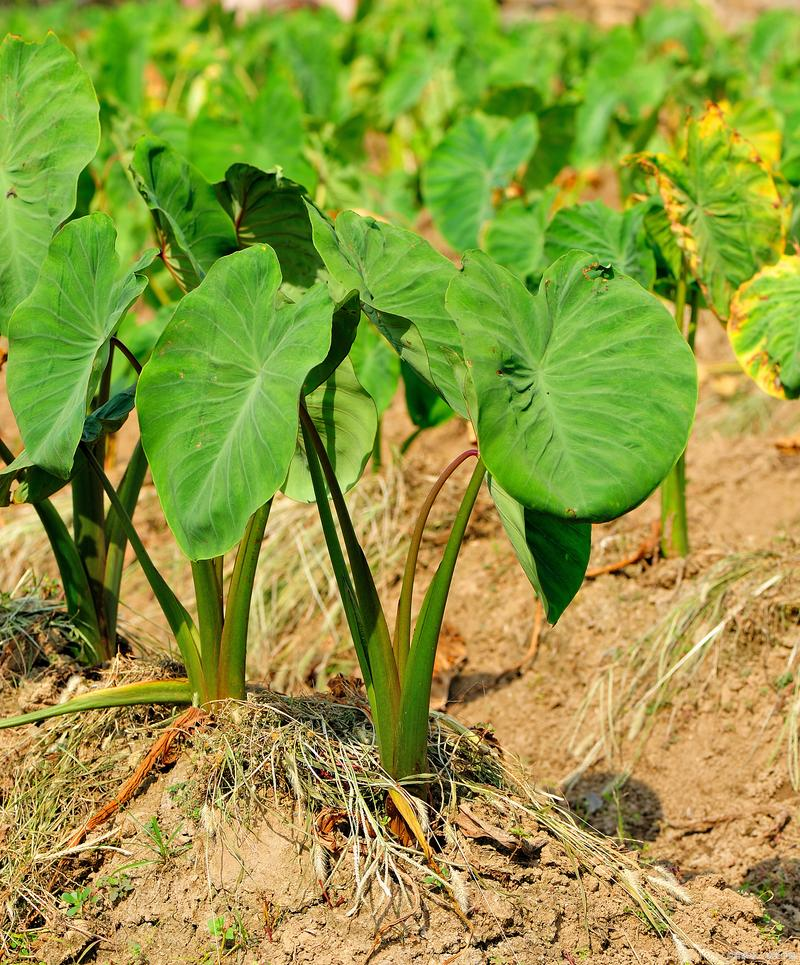 The way the taro is grown