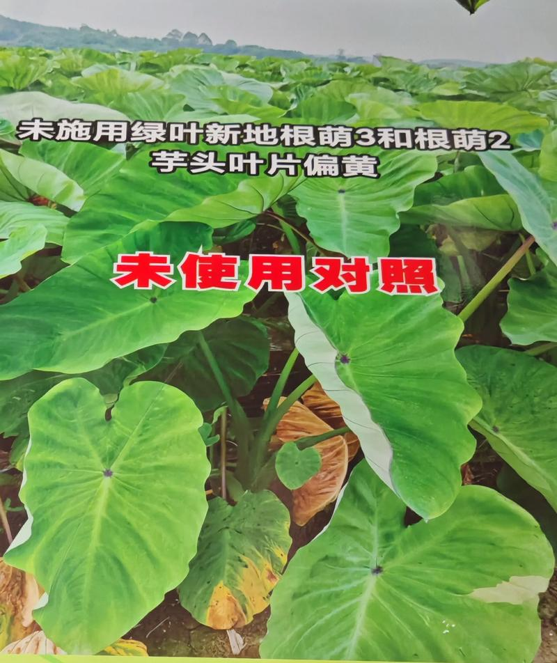 The way the taro is grown