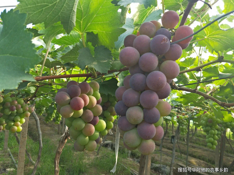 巨峰葡萄的种植方法