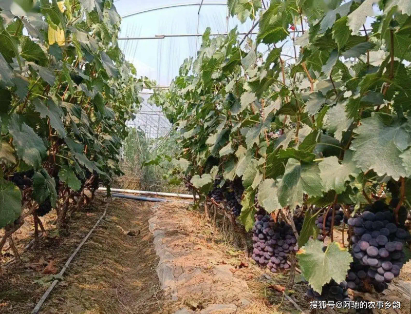巨峰葡萄的种植方法