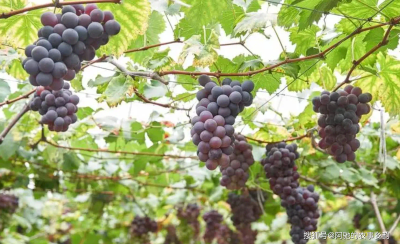 巨峰葡萄的种植方法