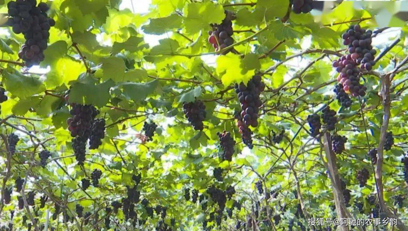 巨峰葡萄的种植方法