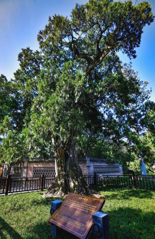 I smell the ancient nature of the three trees