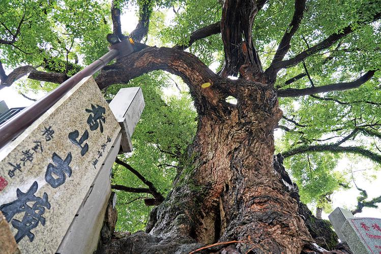 I smell the ancient nature of the three trees