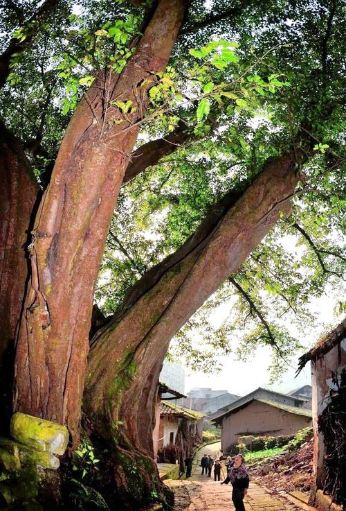 I smell the ancient nature of the three trees