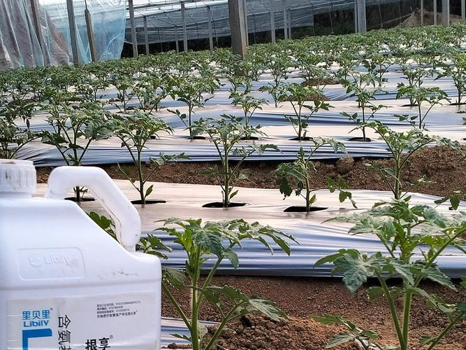 露地西红柿种植技术