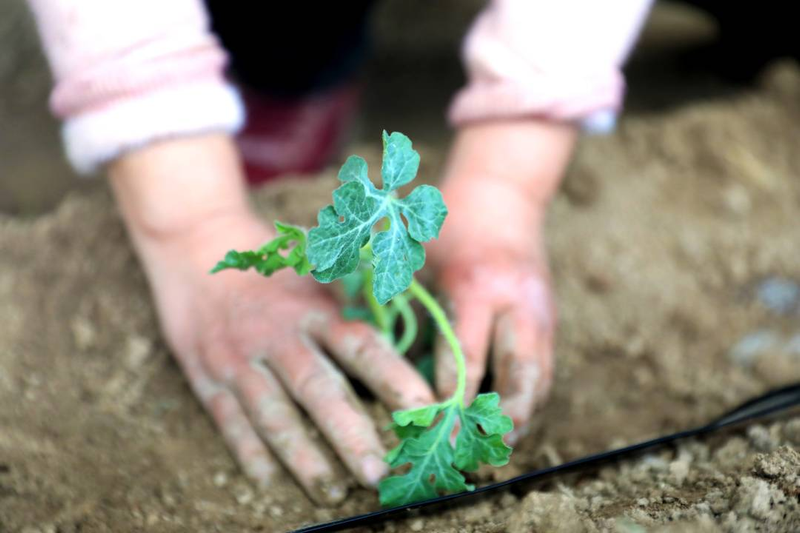 番茄大棚种植技术