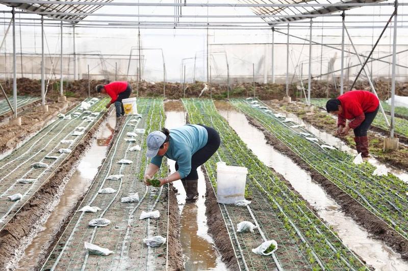 番茄大棚种植技术