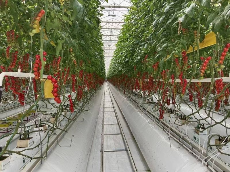 番茄大棚种植技术