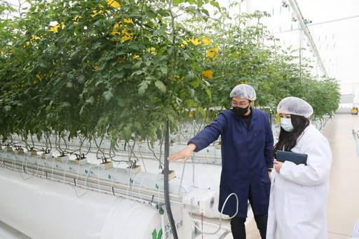 番茄大棚种植技术