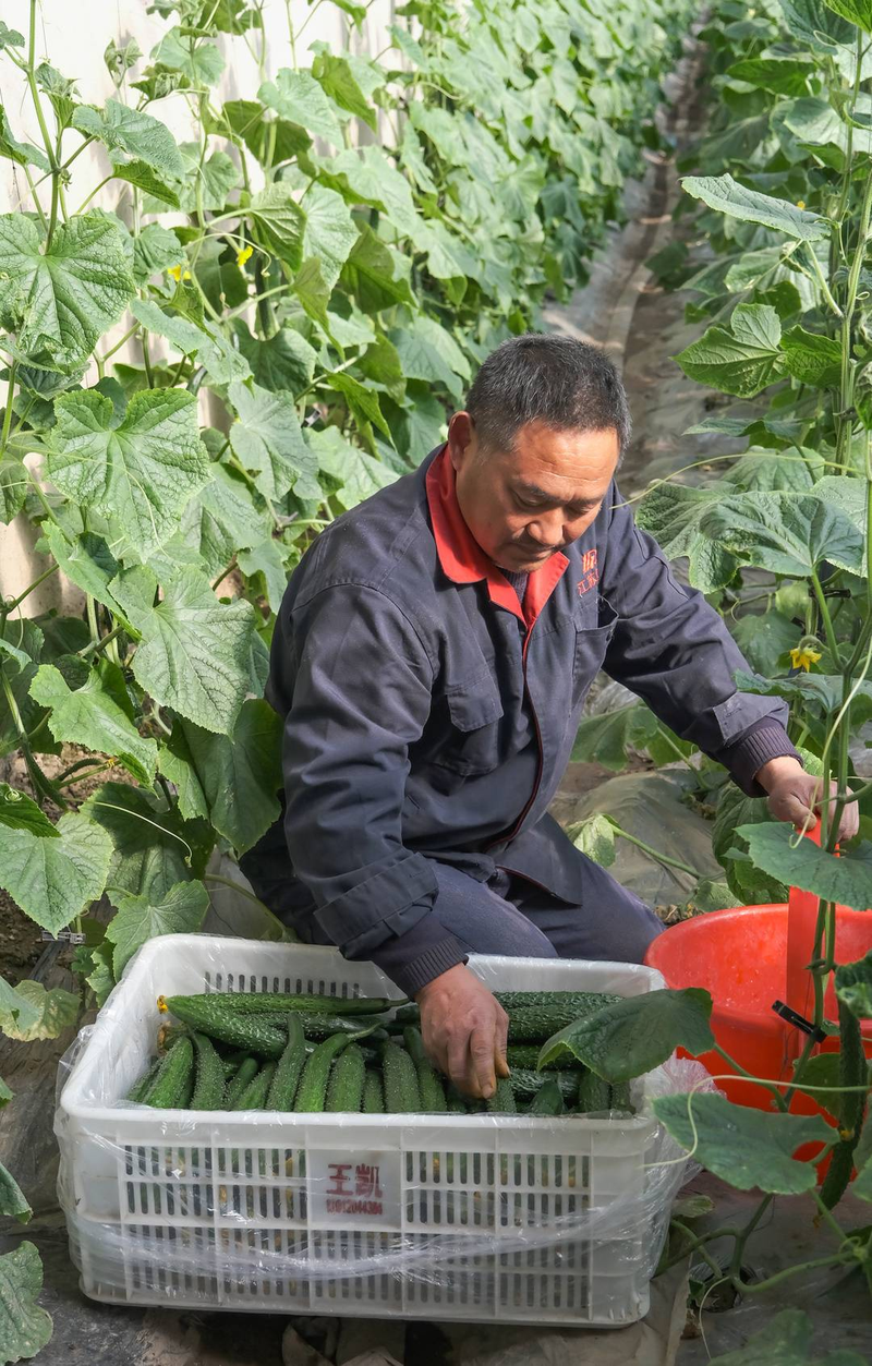 番茄大棚种植技术
