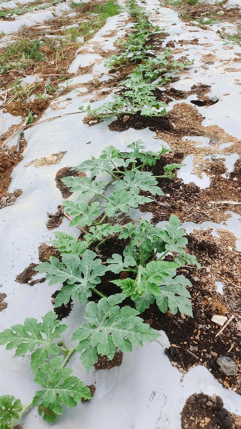 露地西红柿种植技术