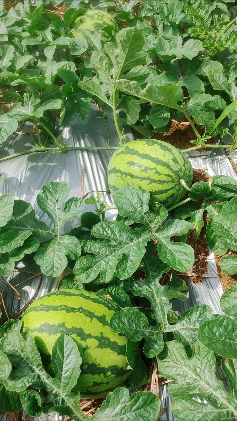 露地西红柿种植技术