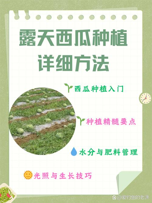 露地西红柿种植技术